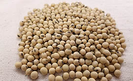 soybean